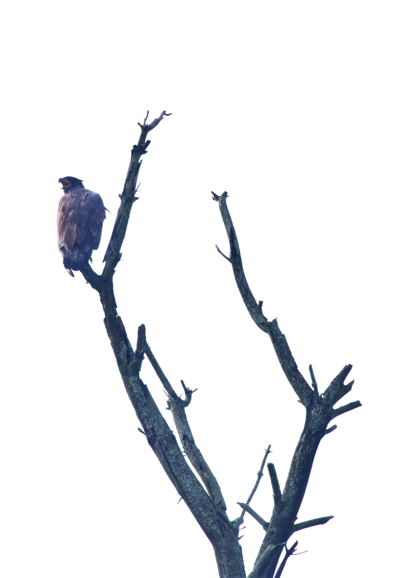 Illustration for article titled Juvenille Bald Eagles